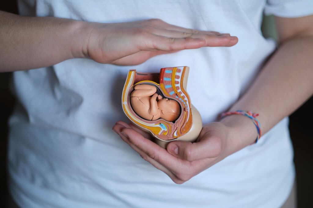 A skilled doula cradles a plastic model of an embryo, symbolizing her expertise in supporting expectant mothers. The Art of Midwifery: A Doula's Gentle Touch